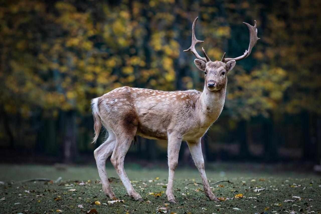 Casa Rural La Carrozal Senda Del Oso Orelleiru Екстер'єр фото