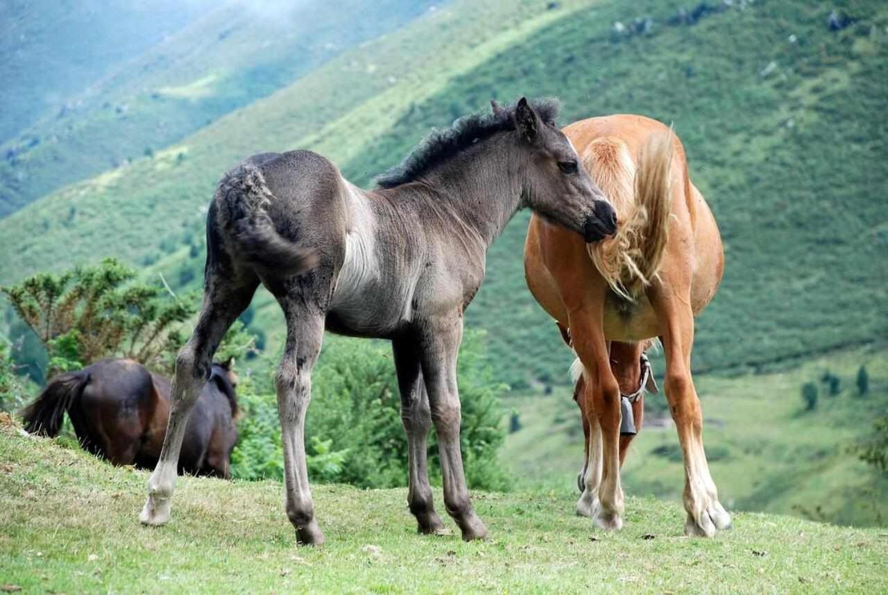 Casa Rural La Carrozal Senda Del Oso Orelleiru Екстер'єр фото